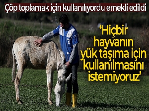 Mardin'de çöp toplamakta kullanılan eşek emekli oldu