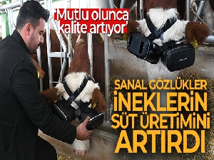 Sanal gerçeklik gözlüğüyle ineklerin süt verimliliği arttı