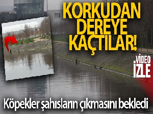 Köpeklerin korkusundan dereye kaçtılar, köpekler çıkmalarını bekledi
