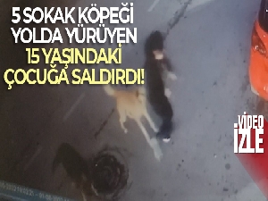 5 sokak köpeği yolda yürüyen 15 yaşındaki çocuğa saldırdı