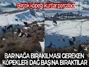 Barınağa bırakılması gereken köpekleri dağ başına bıraktılar