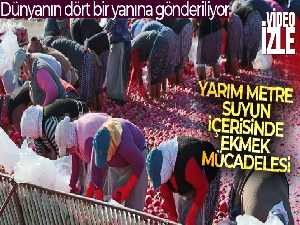 Yarım metre su içinde turp işçisi kadınların ekmek mücadelesi