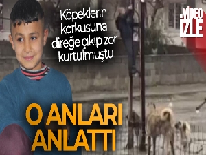 Köpeklerin korkusundan direğe çıkan çocuk: "Bana saldırırlar diye korktum"