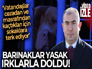 Köpek barınağı yasaklı ırk köpeklerle doldu