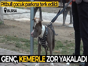 Çocuk parkına terkedilen Pitbull'u kemeriyle yakaladı