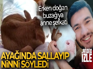 Erken doğan buzağıya anne şefkati, ayağında sallayıp ninni söyleyerek uyutuyor