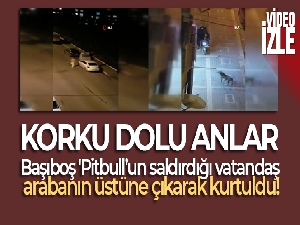 Başıboş Pitbull'un saldırdığı vatandaş arabanın üstüne çıkarak kurtuldu