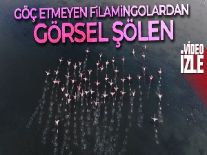 İstanbul'da göç etmeyen flamingolar görüntülendi