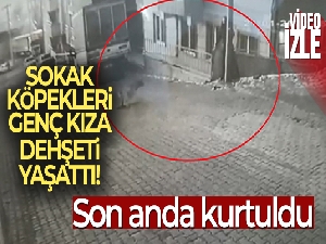 Karne almak için okula giden genç kıza sokak köpekleri saldırdı