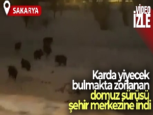 Karda yiyecek bulmakta zorlanan domuz sürüsü şehir merkezine indi