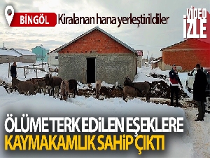 Bingöl'de kışın başıboş bırakılan eşekler kiralanan hana yerleştirildi