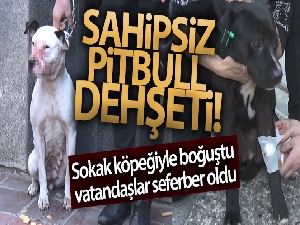 Sahipsiz pitbull köpek sokak köpeğiyle boğuştu, vatandaş seferber oldu