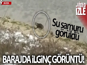 Bursa'da barajda su samuru görüldü