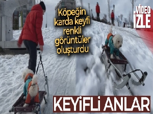 İstanbul'da köpeğin karda kayak keyfi