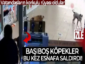 Esenyurt'ta köpeklerin vatandaşlara saldırı anı kamerada