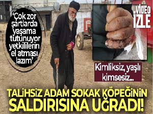 Mardin'de kimliksiz, yaşlı, kimsesiz adam 'sokak köpeği' saldırısına uğradı