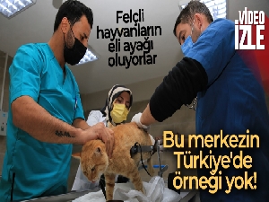 Patilik Mutlu Sokak Hayvanları Kasabası'nda üretilen yürüteçler ile felçli hayvanlar ayağa kaldırılıyor