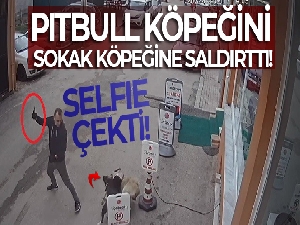 Pitbull köpeğini sokak köpeğine saldırttı, selfie çekti