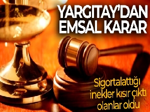 Sigortalattığı inekler kısır çıktı, olanlar oldu