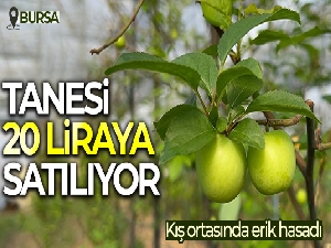 Kış ortasında Bursa'da erik hasadı...Tanesi 20 liraya satılıyor