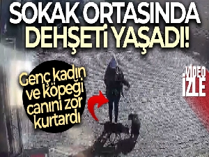 Antalya'da yasaklı cins sokak köpeği, genç kadın ve köpeğine dehşeti yaşattı