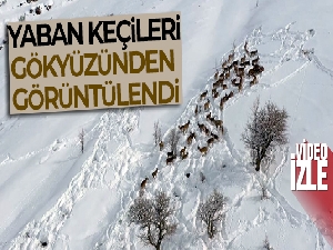 Yaban keçileri gökyüzünden görüntülendi