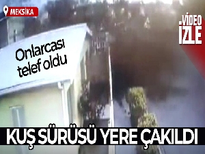 Meksika'da kuş sürüsü yere çakıldı, onlarca kuş telef oldu