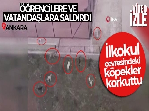 Başkentte ilkokul çevresindeki köpekler korkuttu