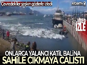 Arjantin'de yalancı katil balinalar kıyıya vurdu