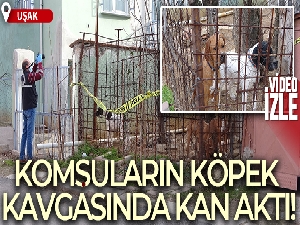 Komşuların köpek kavgasında kan aktı; 1 ağır yaralı