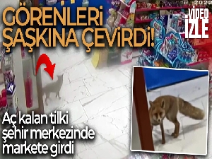 Aç kalan tilki şehir merkezinde markete girince şaşkınlığa neden oldu
