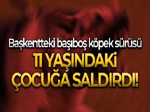 Başkentteki başıboş köpek sürüsü 11 yaşındaki çocuğa saldırdı