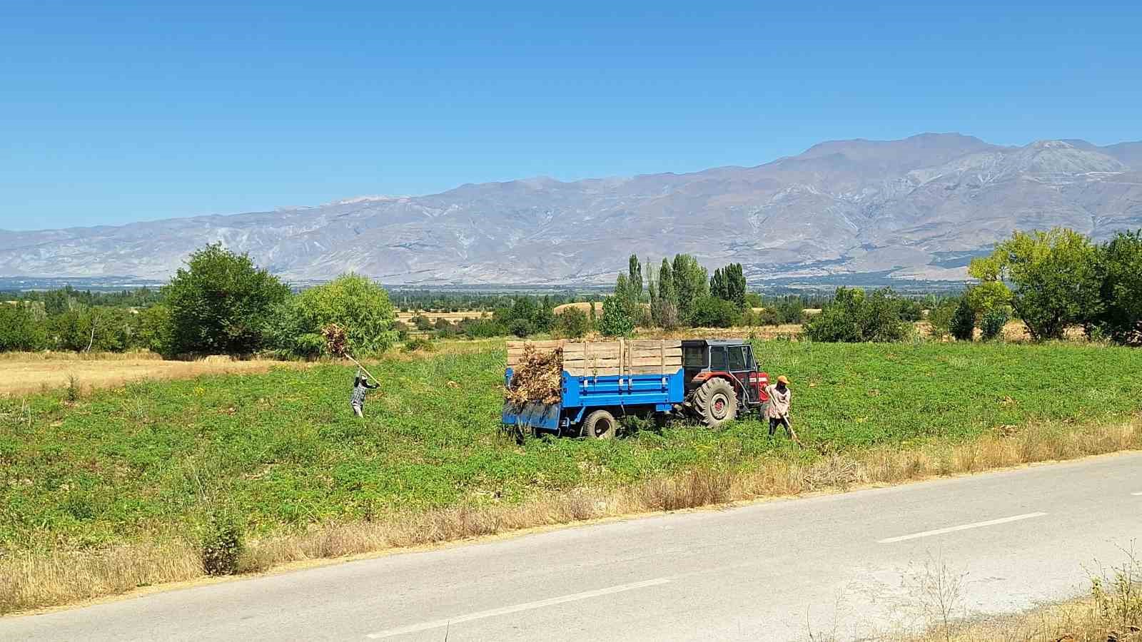 erzincan-da-fasulye-hasadi-basladi