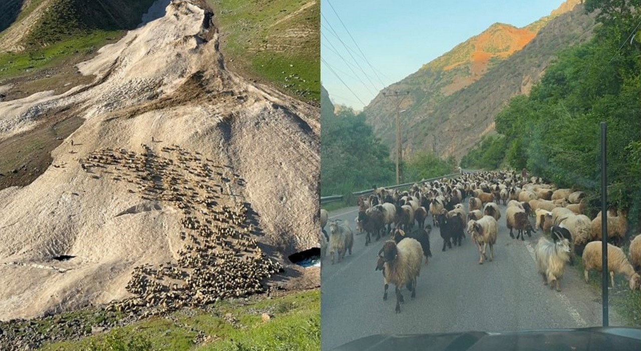 hakkari-de-yayla-sezonu-gecikmeli-basladi