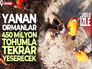 Yanan ormanlar 450 milyon adet tohumla tekrar yeşerecek