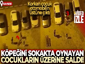 Köpeği çocukların üstüne saldı, korkan çocuk otomobilin üstüne çıktı