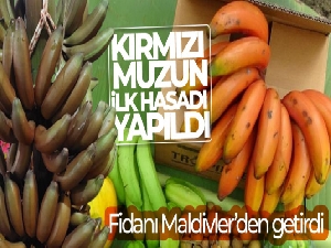 Tropik bölgelerde bile ender olarak yetiştirilen kırmızı muzun Manavgat'ta ilk hasadı yapıldı