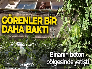 Görenler bir daha baktı, betonların arasında nasıl yetiştiğine anlam veremediler