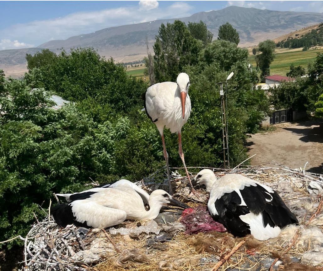 guroymak-ta-yarali-leylek-ve-yavrularina-sefkat-eli