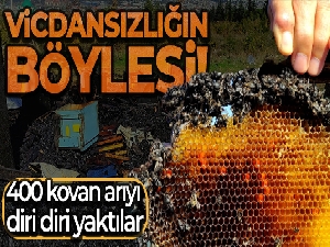 Vicdansızlar 400 kovan arıyı diri diri yaktı