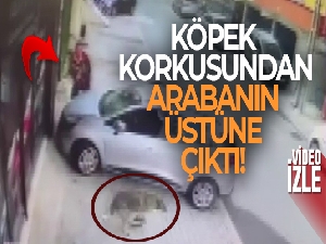 Sancaktepe'de bir vatandaş köpek korkusundan arabanın üstüne çıktı