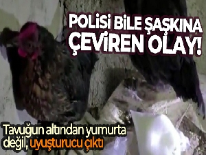 Tavuğun altından yumurta değil, uyuşturucu çıktı