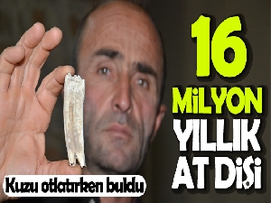 Kuzu otlatırken 16 milyon yıllık at dişi buldu