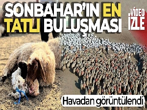 Sonbaharın en tatlı buluşması havadan görüntülendi