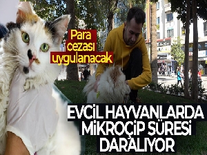 Evcil hayvanlarda mikroçip süresi daralıyor