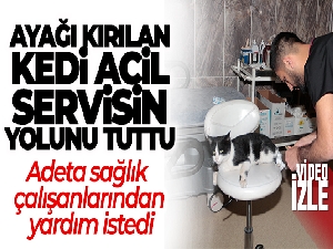Ayağı kırılan kedi acil servisin yolunu tuttu