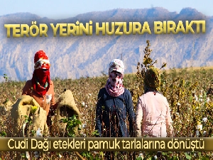 Terörün yerini huzura bıraktığı Cudi Dağı etekleri pamuk tarlalarına dönüştü