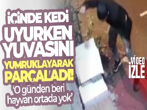 Fatih'te kedinin yuvasını yumruklayarak parçalayan şüpheli güvenlik kamerasında