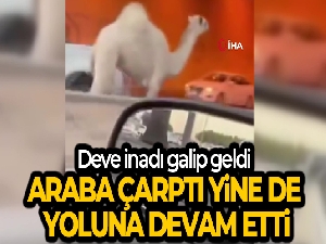 Otoyola giren deve trafiği birbirine kattı