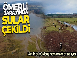 Suların çekildiği Ömerli Barajı'nda artık büyükbaş hayvanlar otlatılıyor